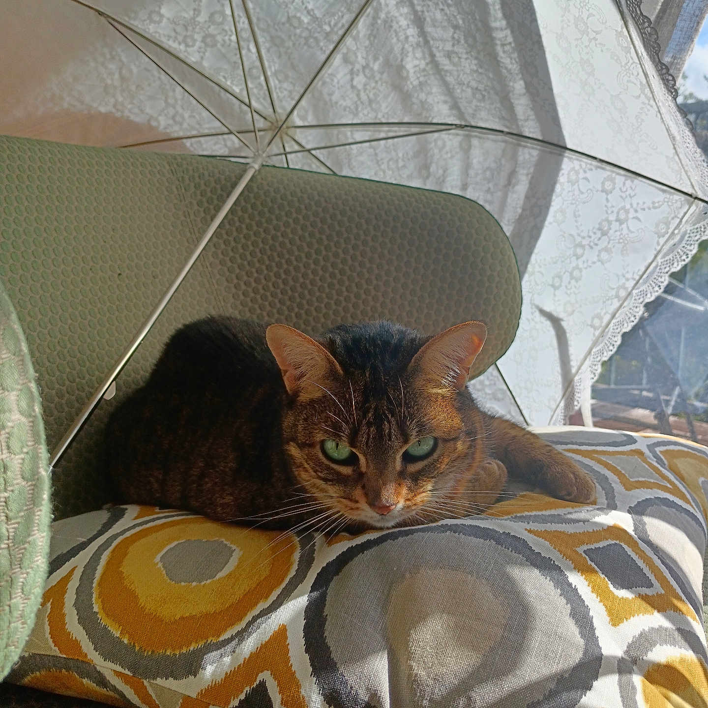 Nuggets a rejoint le concours — aidez-le/la à gagner de superbes lots ! cat, tabby_cat, cushion, patterned_cushion, umbrella, lace_umbrella, sunlight, shadow, indoor, relaxing, feline, green_eyes, fur, comfort, resting, seat, home, decor, cozy, quiet