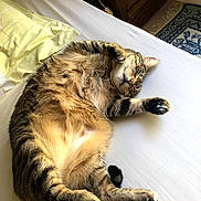 Nuggets a rejoint le concours — aidez-le/la à gagner de superbes lots ! cat, tabby, sleeping, bed, pillow, indoor, feline, relaxed, resting, fur, whiskers, paw, cozy, domestic, animal, cute, home, comfort, nap, striped