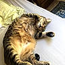 cat, tabby, sleeping, bed, pillow, indoor, feline, relaxed, resting, fur, whiskers, paw, cozy, domestic, animal, cute, home, comfort, nap, striped