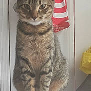 Nenah Mcclam joined the competition — help win amazing prizes! cat, tabby, indoor, pet, feline, animal, sitting, fur, whiskers, ears, legs, paws, striped, domestic, household, red, white, yellow, fabric, bag