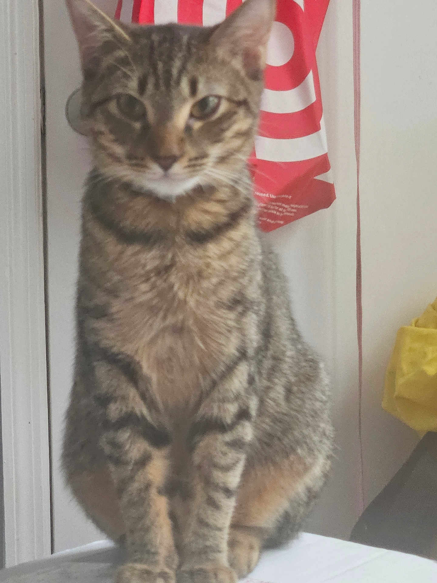 Nenah Mcclam joined the competition — help win amazing prizes! cat, tabby, indoor, pet, feline, animal, sitting, fur, whiskers, ears, legs, paws, striped, domestic, household, red, white, yellow, fabric, bag