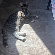 Masha a rejoint le concours — aidez-le/la à gagner de superbes lots ! animal, cat, cozy, curious, domestic_cat, fur, indoor, lying_down, mammal, paw, pet, quiet, relaxed, resting, shadow, sunlight, tabby_cat, tail, whiskers, wooden_floor