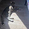 animal, cat, cozy, curious, domestic_cat, fur, indoor, lying_down, mammal, paw, pet, quiet, relaxed, resting, shadow, sunlight, tabby_cat, tail, whiskers, wooden_floor