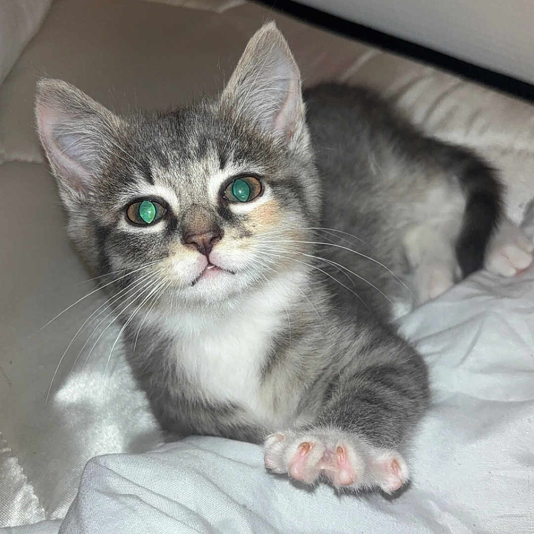 Masha