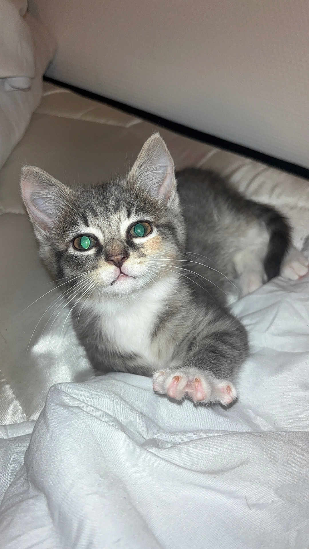 Masha a rejoint le concours — aidez-le/la à gagner de superbes lots ! kitten, cat, gray_tabby, paw, whiskers, fur, pet, cute, animal, indoor, blanket, white, soft, relaxing, young, curious, feline, cozy, bed, resting