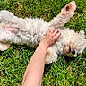 Maïka a rejoint le concours — aidez-le/la à gagner de superbes lots ! dog, puppy, fluffy, white_dog, belly_up, tummy_rub, petting, grass, lawn, outdoors, sunlight, relaxed, playful, cute, fur, paws, lying_down, human_hand, animal, backyard
