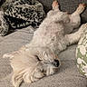 dog, puppy, small_dog, white_fur, fluffy, sleeping, relaxed, upside_down, paws_up, couch, sofa, blanket, pillow, living_room, indoor, cozy, pet, cute, funny_pose, portrait