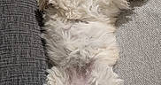 Maïka participe au concours pour gagner de l'argent avec cette photo : dog, small_dog, fluffy, curly_fur, white_fur, belly_up, sleeping, relaxed, paws, pet, sofa, couch, cushion, floral_pattern, indoor, cozy, home, cute, animal, portrait