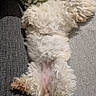 dog, small_dog, fluffy, curly_fur, white_fur, belly_up, sleeping, relaxed, paws, pet, sofa, couch, cushion, floral_pattern, indoor, cozy, home, cute, animal, portrait