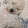 Maïka a rejoint le concours — aidez-le/la à gagner de superbes lots ! puppy, dog, white_dog, fluffy, small_dog, pet, animal, portrait, close_up, lying_down, relaxed, sleepy, bed, blanket, bedroom, cozy, fur, black_nose, indoors, cute