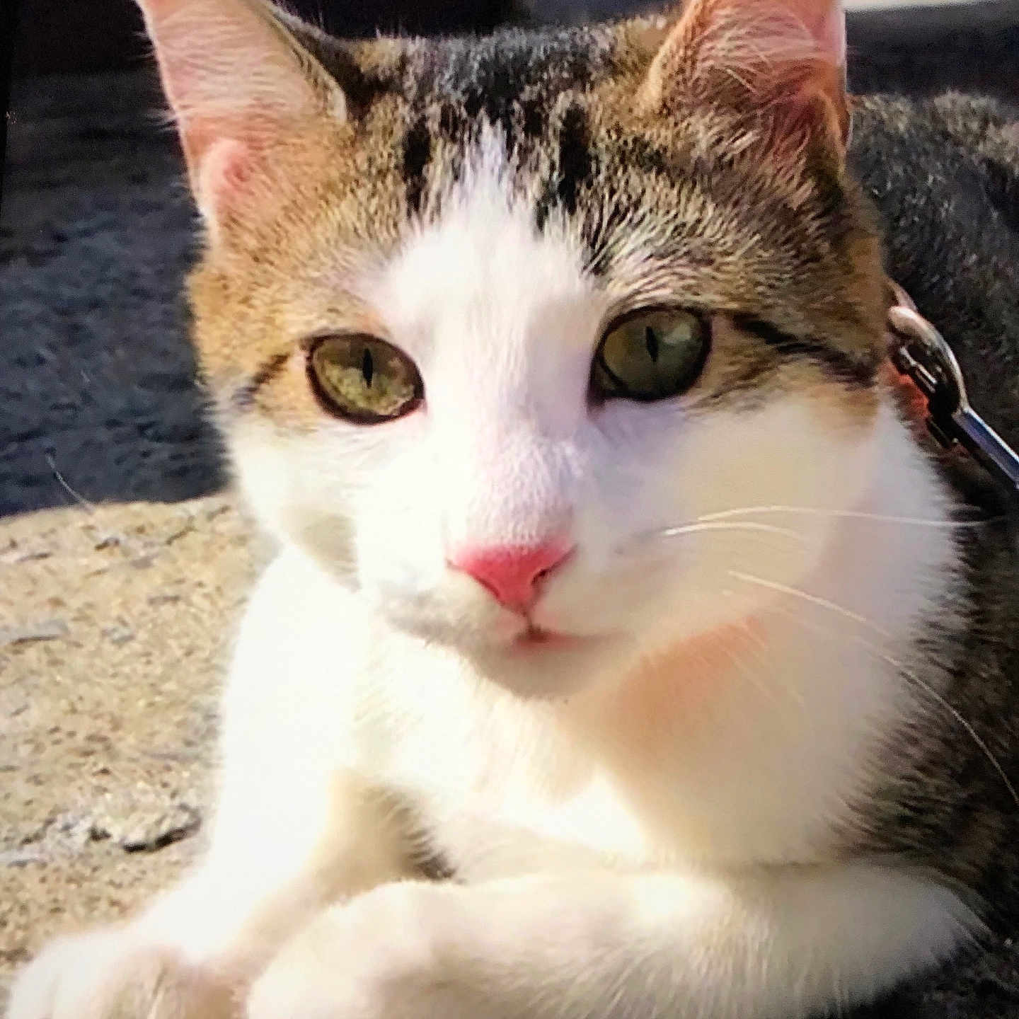 Jasper
