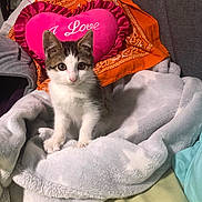 Jasper is registered to the contest to win money with this photo: bed, blanket, cat, comfort, cozy, cute, cute_pet, feline, fluffy, gray, heart_pillow, indoor, kitten, orange_cloth, pet, resting, soft, striped, white, young_animal