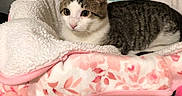Jasper joined the competition — help win amazing prizes! animal, blanket, cat, comfortable, couch, cozy, cute, domestic_cat, ears, fur, furniture, indoor, pet, pink_nose, relaxed, resting, soft_texture, tabby, whiskers, white_fur