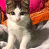 Jasper joined the competition — help win amazing prizes! animal, blanket, cat, close_up, cozy, cute, fur, heart_shaped, indoor, kitten, orange, pet, pillow, pink, sitting, soft, tabby, whiskers, white_fur, young