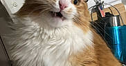 Jellybean is registered to the contest to win money with this photo: animal_face, cat, close_up, curious_expression, cute, domestic_animal, feline, fluffy, funny_expression, fur, glasses, household, indoor, kitchen, orange_cat, pet, portrait, utensils, whiskers, white_fur