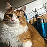 Jellybean joined the competition — help win amazing prizes! cat, closeup, container, curious, cute, domestic_animal, ears, face, feline, fluffy, glasses, indoor, kitchen, orange_cat, pet, portrait, sitting, utensils, whiskers, white_fur
