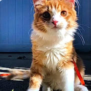 Jellybean joined the competition — help win amazing prizes! kitten, cat, orange_cat, white_fur, fluffy, pet, animal, leash, outdoor, sunlight, pavement, curious, sitting, closeup, young_cat, whiskers, ears, tail, cute, feline