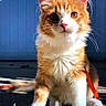 kitten, cat, orange_cat, white_fur, fluffy, pet, animal, leash, outdoor, sunlight, pavement, curious, sitting, closeup, young_cat, whiskers, ears, tail, cute, feline