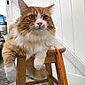 Jellybean is registered to the contest to win money with this photo: animal, cat, closeup, daylight, domestic_cat, feline, fence, fluffy_fur, leash, orange_cat, outdoor, paws, pet, portrait, relaxed, sitting, stool, whiskers, white_cat, wooden_stool