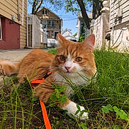 Jellybean joined the competition — help win amazing prizes! alley, animal, cat, closeup, daylight, fur, grass, greenery, house, leash, nature, orange_cat, outdoor, pet, relaxing, sidewalk, sunny, tree, whiskers, white_cat