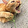 Buttercup joined the competition — help win amazing prizes! animal, cat, closeup, concrete, cute, expression, fur, grass, mouth_open, nature, orange_cat, outdoor, paws, pet, plant, playful, tabby, whiskers, wildlife, young_cat