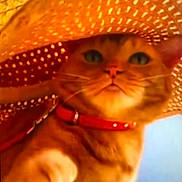 Buttercup is registered to the contest to win money with this photo: cat, orange_cat, tabby_cat, pet, animal, hat, straw_hat, collar, red_collar, closeup, portrait, face, whiskers, feline, cute, curious, outdoor, blue_sky, shadow, pattern