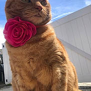 Buttercup is registered to the contest to win money with this photo: animal, cat, closeup, collar, cute, daytime, ears, feline, fence, flower, fluffy, ginger_cat, majestic, nature, outdoor, pet, portrait, sky, sunlight, whiskers