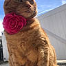 animal, cat, closeup, collar, cute, daytime, ears, feline, fence, flower, fluffy, ginger_cat, majestic, nature, outdoor, pet, portrait, sky, sunlight, whiskers