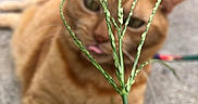 Buttercup is registered to the contest to win money with this photo: animal, blurred_background, cat, close_up, concrete, curious, face, feline, focus, grass, green_stalk, lying_down, nature, orange_tabby, outdoor, pet, plant, playful, tongue_out, whiskers