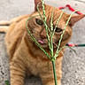 animal, blurred_background, cat, close_up, concrete, curious, face, feline, focus, grass, green_stalk, lying_down, nature, orange_tabby, outdoor, pet, plant, playful, tongue_out, whiskers