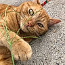 Buttercup is registered to the contest to win money with this photo: animal, cat, close_up, concrete, curious, ear, eye, fur, ginger_cat, grass, leash, lying_down, nature, nose, outdoor, paw, pet, playful, texture, whiskers