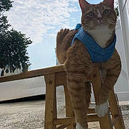 Jay joined the competition — help win amazing prizes! cat, orange_tabby, blue_harness, wooden_stool, outdoor, sky, clouds, tree, pet, animal, feline, relaxed, sitting, daylight, nature, fur, whiskers, paws, closeup, background