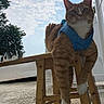 cat, orange_tabby, blue_harness, wooden_stool, outdoor, sky, clouds, tree, pet, animal, feline, relaxed, sitting, daylight, nature, fur, whiskers, paws, closeup, background