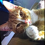 Jay is registered to the contest to win money with this photo: animal, cat, close_up, curious, cute, domestic_cat, ears, face, feline, fur, ginger_cat, indoor, looking, paw, pet, pet_animal, portrait, tabby, whiskers, white_paw