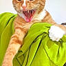 Jay joined the competition — help win amazing prizes! animal, cat, claw, close_up, cute, expression, feline, fur, green_blanket, indoor, mouth_open, orange_tabby, paw, pet, sharp_teeth, stretching, teeth, whiskers, white_paws, yawning