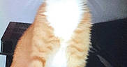 Jay is registered to the contest to win money with this photo: animal, cat, curious, curtain, cute, domestic, ears, feline, fur, furniture, household, indoor, kitten, orange_tabby, pet, sitting, whiskers, white_chest, white_paws, wide_eyes