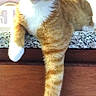 Jay is registered to the contest to win money with this photo: animal, artwork, cat, closeup, countertop, curious, domestic_cat, feline, granite, indoor, orange_tabby, painting, paw, pet, portrait, relaxed, stretching, whiskers, white_paws, wooden_cabinet