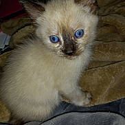 Ashley is registered to the contest to win money with this photo: kitten, cat, blue_eyes, fur, pet, animal, cute, fluffy, indoor, blanket, soft, cozy, young, small, whiskers, face, ears, sitting, looking, domestic_cat