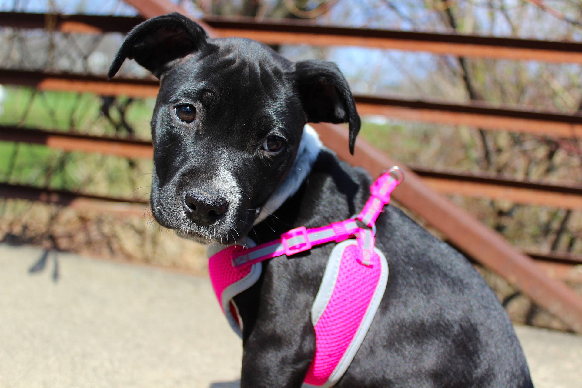 Marlee is registered to the contest to win money with this photo: carnivore, chair, collar, companion_dog, dog, dog_breed, dog_collar, dog_supply, eye, fashion_accessory, fawn, leash, personal_protective_equipment, pet_supply, plant, snout, sporting_group, terrestrial_animal, whiskers, working_animal