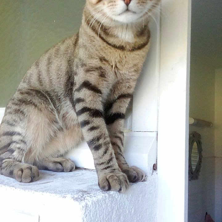 Moustache a rejoint le concours — aidez-le/la à gagner de superbes lots ! abyssinian, angora, animal, architecture, brush, building, cat, device, door, egyptiancat, indoors, kitten, manx, person, pet, siamese, sleeping, tool, wall, window