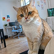 Miele a rejoint le concours — aidez-le/la à gagner de superbes lots ! cat, chair, close_up, couch, cozy, curious, curtains, cute, desk, furniture, indoor, pet, plant, radiator, tabby_cat, wall_art, whiskers, white_paws, window, wooden_floor