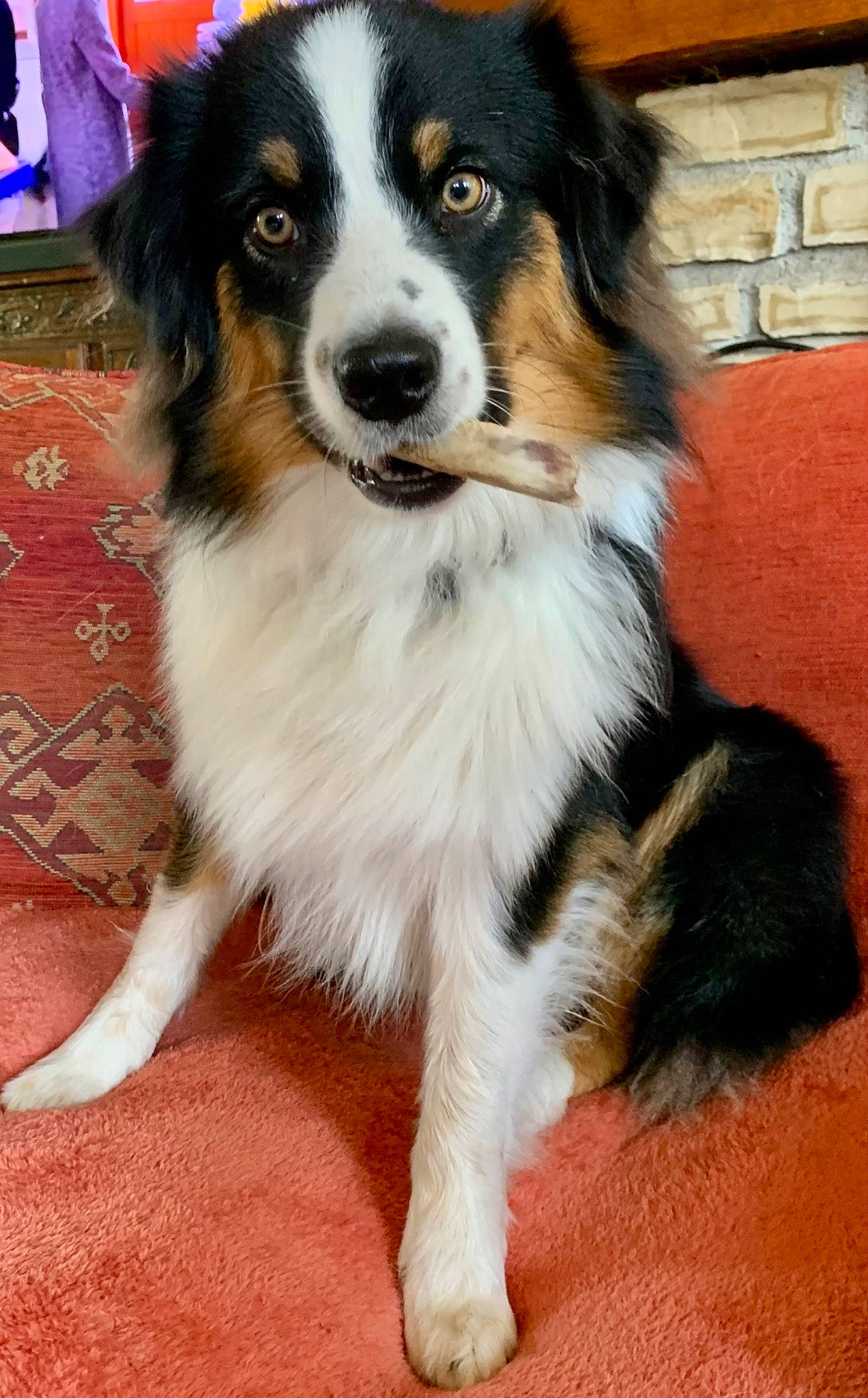 Sweety participe au concours pour gagner de l'argent avec cette photo : balance, carnivore, companion_dog, dog, dog_breed, fur, herding_dog, snout, sporting_group, working_animal, working_dog