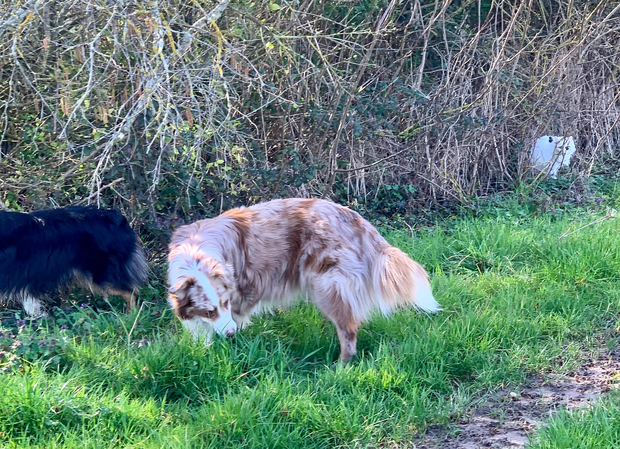 Sweety a rejoint le concours — aidez-le/la à gagner de superbes lots ! canidae, carnivore, companion_dog, dog, dog_breed, fur, grass, grass_family, grassland, groundcover, herding_dog, meadow, natural_landscape, pasture, plant, prairie, sporting_group, tail, terrestrial_animal, working_dog