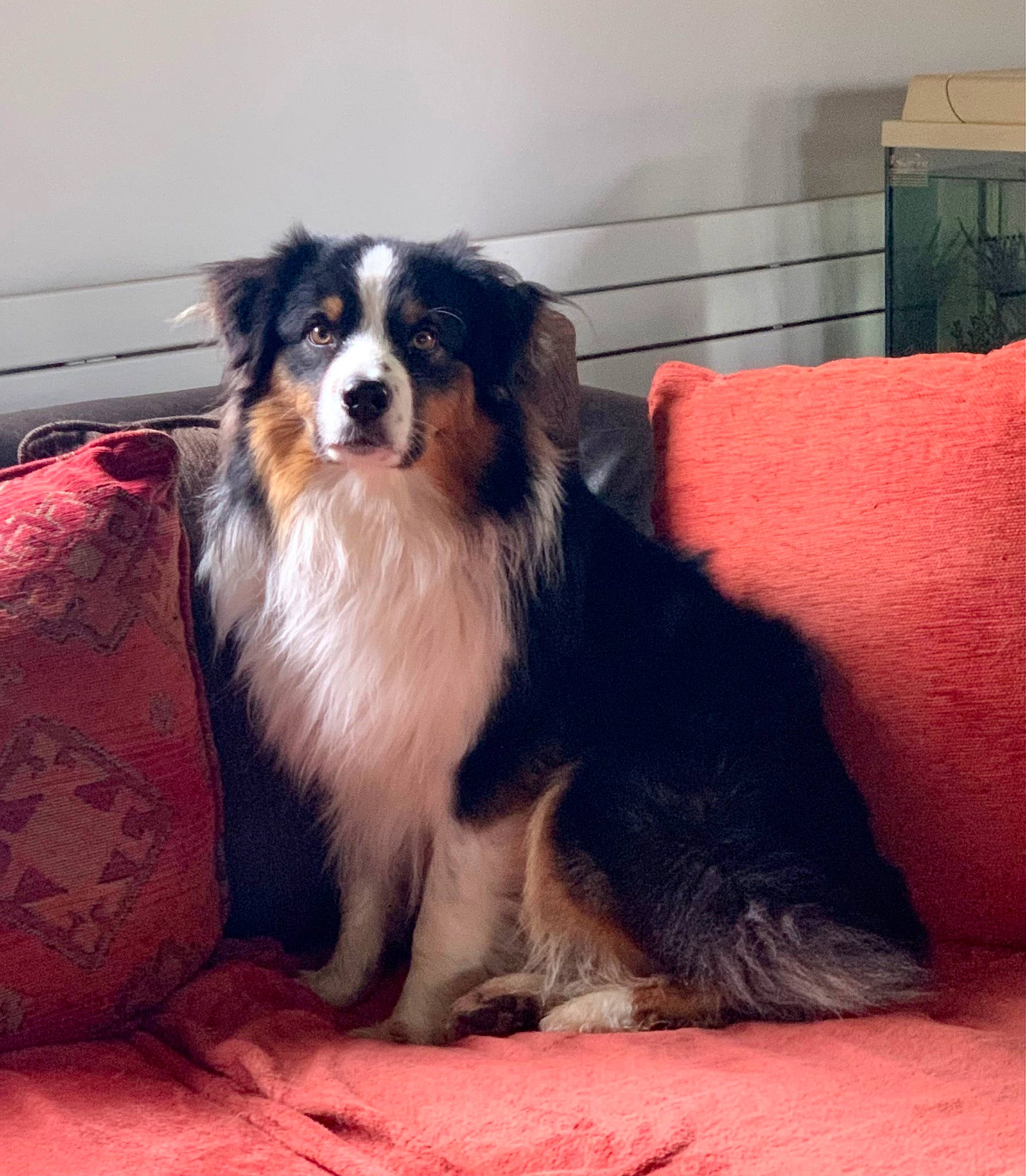 Sweety participe au concours pour gagner de l'argent avec cette photo : canidae, carnivore, comfort, companion_dog, dog, dog_breed, fur, herding_dog, smile, snout, sporting_group, whiskers, working_animal, working_dog