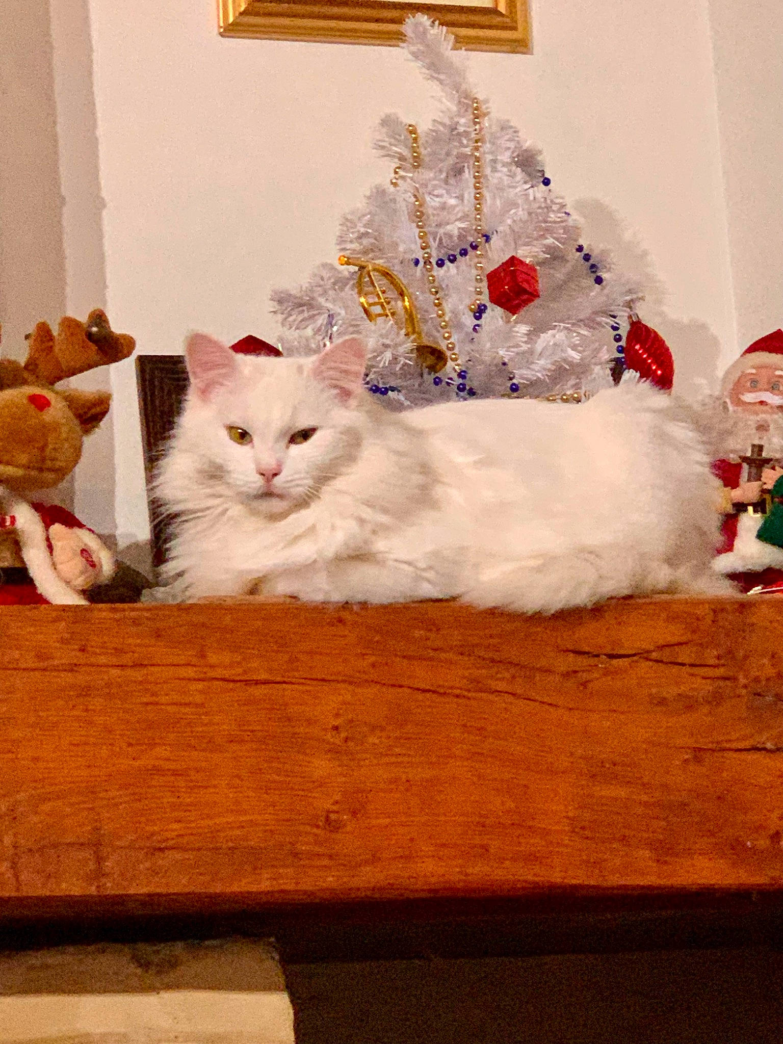 Salsa a rejoint le concours — aidez-le/la à gagner de superbes lots ! carnivore, cat, christmas, christmas_tree, comfort, conifer, curtain, domestic_short_haired_cat, event, felidae, fur, hardwood, ornament, paw, room, small_to_medium_sized_cats, tail, whiskers, window, wood