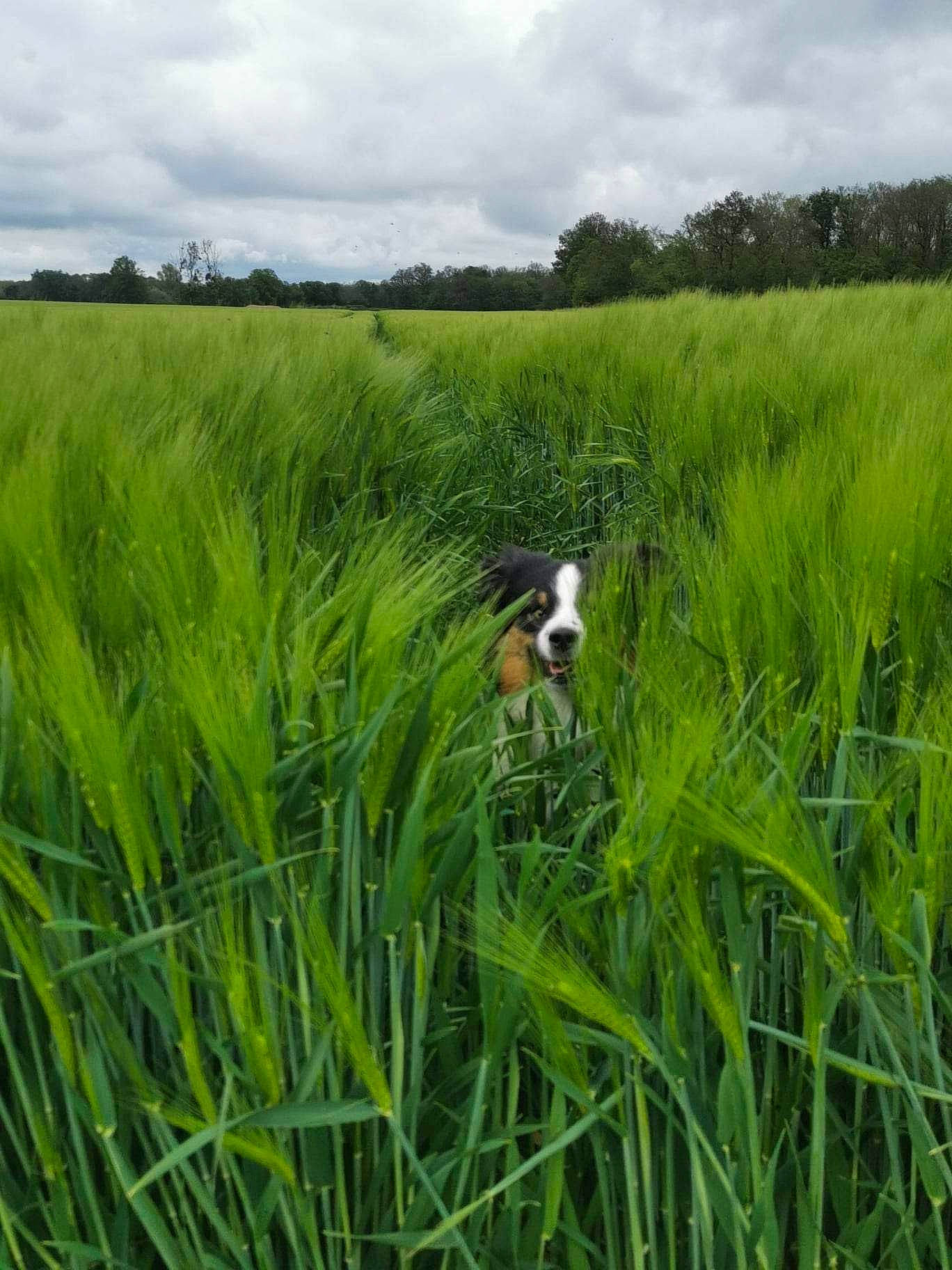 Salsa participe au concours pour gagner de l'argent avec cette photo : agriculture, carnivore, cloud, dog, dog_breed, flower, grass, grassland, land_lot, landscape, meadow, natural_environment, natural_landscape, nature, plain, plant, prairie, sky, terrestrial_plant, tree