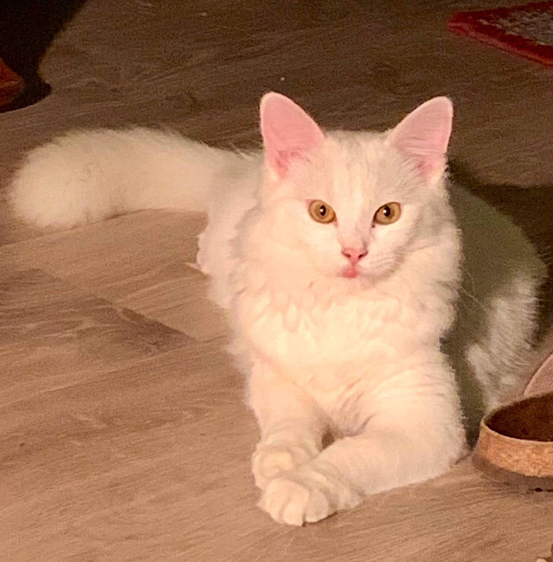 Salsa participe au concours pour gagner de l'argent avec cette photo : carnivore, cat, claw, comfort, domestic_short_haired_cat, felidae, flooring, foot, fur, hardwood, paw, sitting, small_to_medium_sized_cats, tail, whiskers, window, wood