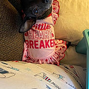 Sweety joined the competition — help win amazing prizes! animal, black_dog, companion, couch, cozy, cute, dog, dress, fabric, hearts, home, indoor, looking_up, pajamas, pattern, pet_clothing, pink, relaxing, small_dog, sofa