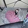 Groot joined the competition — help win amazing prizes! animal, black_harness, blanket, cables, cozy, cute, dog, ears, flash_photography, floor, furniture, gray_bed, indoor, pet_bed, pink_blanket, puppy, red_eye, resting, sitting, small_dog