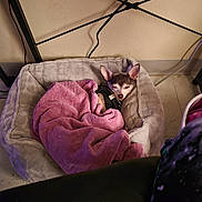Groot is registered to the contest to win money with this photo: animal, bed, blanket, brown_and_white, canine, chihuahua, collar, cozy, cute, dog, ears, harness, home, indoors, overhead_view, pet_bed, pink_blanket, resting, sleeping, small_dog